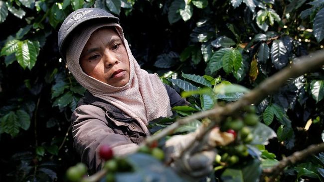 Uni Eropa Menghambat Komoditas Ekspor Indonesia dengan Aturan Deforestasi memetik kopi