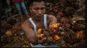 Ilustrasi, industri sawit (.inet)