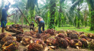 Ilustrasi. Sawit RI dalam Ancaman Serius dari Eropa