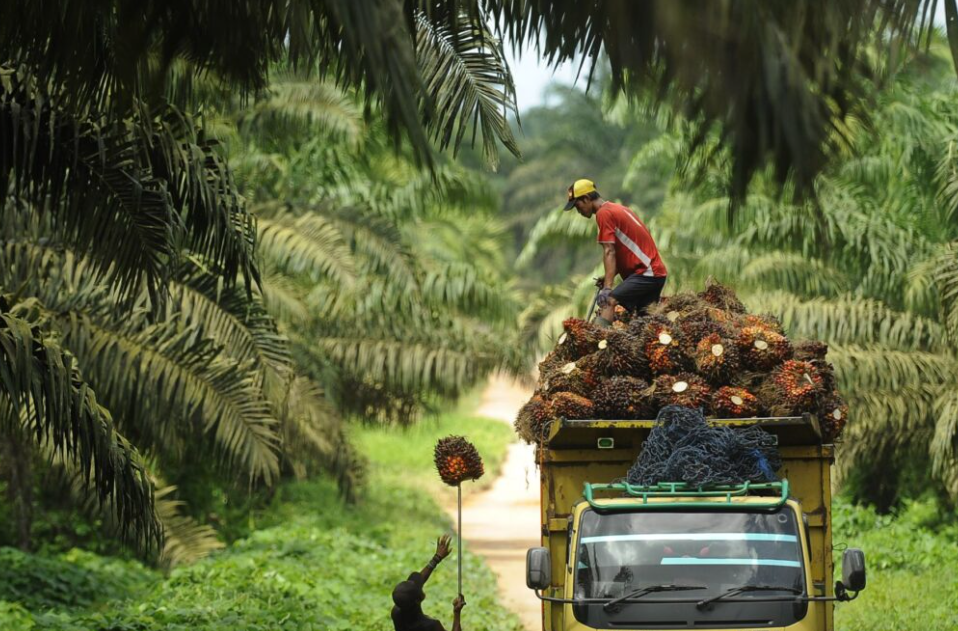 Sawit di Tengah Ketidakpastian: Kupas Tuntas! Special Dialogue Dengan Tema Menggapai Sawit Tetap Jadi Andalan Indonesia Saat Dunia Penuh Ketidakpastian
