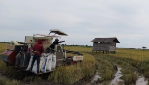 Diversifikasi tanaman pangan di wilayah rawan pangan Kalimantan Timur. Upaya Pemerintah untuk atasi masalah ketersediaan air baku.