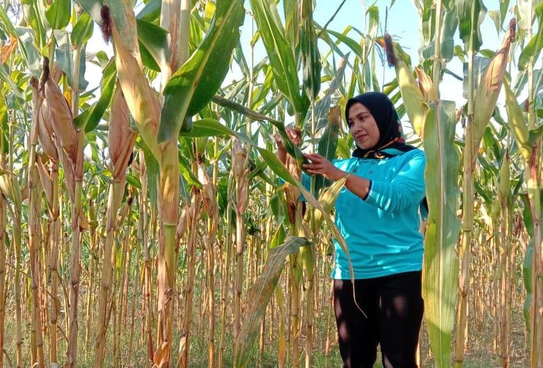 Keren, Pria di Kabupaten Blitar Ciptakan Benih Jagung Sesuai Keinginan Petani