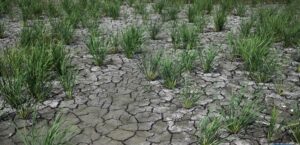 El Nino dan Indian Ocean Dipole