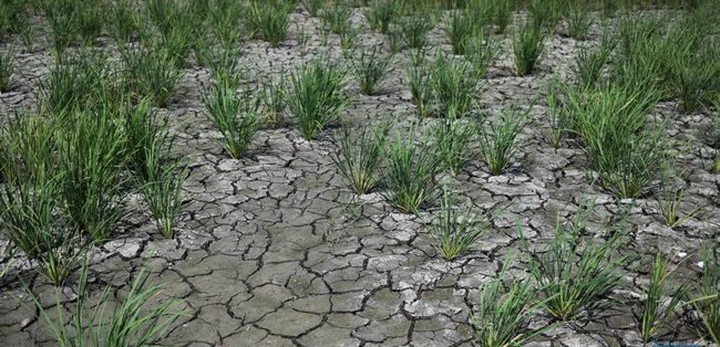 Indonesia Siapkan Strategi Antisipasi Hadapi El Nino dan Indian Ocean Dipole El Nino dan Indian Ocean Dipole