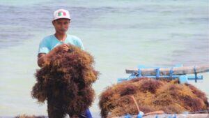 Seorang pembudidaya sedang panen rumput laut. Foto : KKP