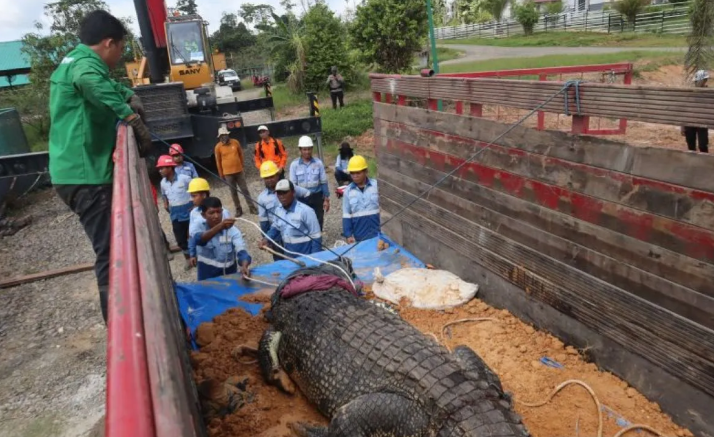 Upaya Konservasi BKSDA Kaltim, Pemindahan Buaya Muara “Riska” dan Kawan-kawan Buaya Muara "Riska"