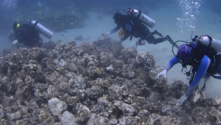 Kolaborasi Pemprov Kaltim, Pemulihan Ekosistem Terumbu Karang di Kepulauan Derawan Pemulihan Ekosistem Terumbu Karang