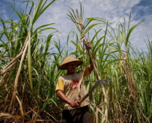 BBM Berbasis Bioetanol, Langkah Revolusioner RI