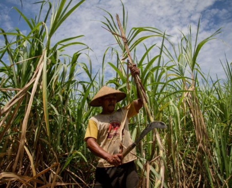 BBM Berbasis Bioetanol, Langkah Revolusioner RI BBM Berbasis Bioetanol, Langkah Revolusioner RI