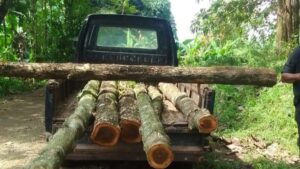 Diduga Tebang Pohon Jati Negara, Kades Cikadu Dilaporkan