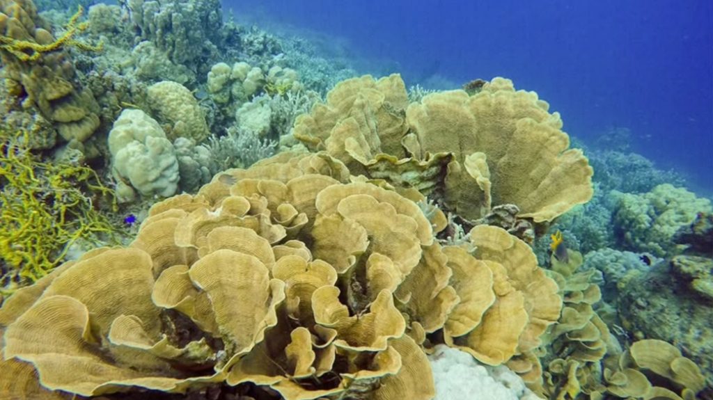 Karang Porites, Arsip Alam Bumi Membaca Jejak Iklim Purba